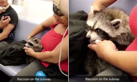 raccoon rides new york city subway with owner daily mail online