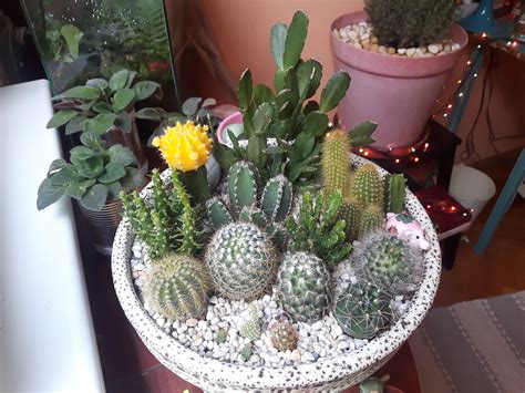 mini cactus garden  love  rsucculents