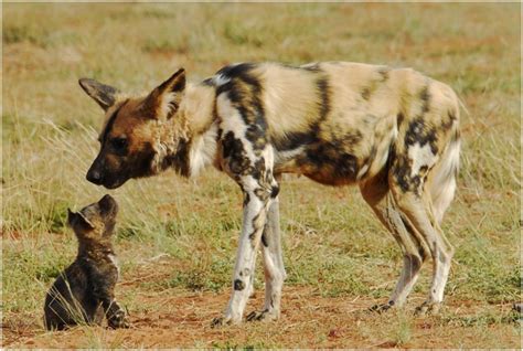 african wild dog facts pictures rescue life span temperament animals breeds