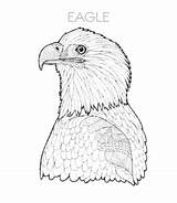 Eagle Coloring Bald Pages Head Easy sketch template