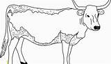 Coloring Pages Longhorns Texas Prodigious Picolour Cow Adults Divyajanani Tablet sketch template