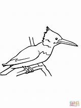 Kingfisher Coloring Pages Bird Clipart Drawing Supercoloring Categories sketch template