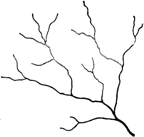 branching clipart   cliparts  images  clipground