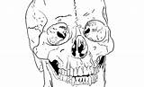 Skull Coloring Pages Anatomy Getcolorings sketch template