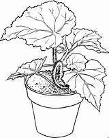 Grossen Blaettern Pflanze Malvorlagen Malvorlage sketch template