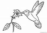 Coloring4free Hummingbirds 2829 Nectar sketch template