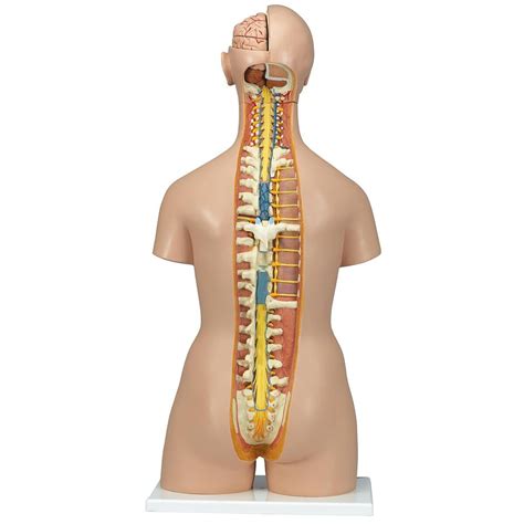 3b Deluxe Dual Sex Torso W Opened Back 28 Parts Torsos