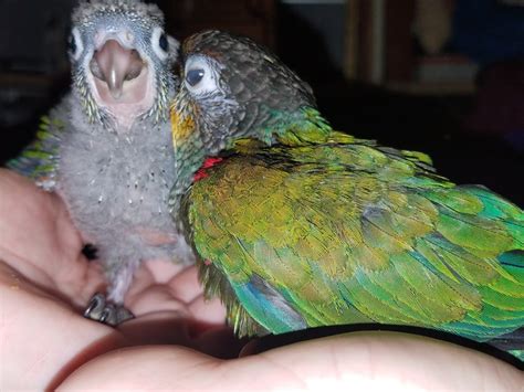 Crimson Bellied Conure 135194 For Sale In Coupeville Wa