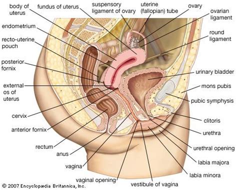 Cervix Definition Function Location Diagram And Facts