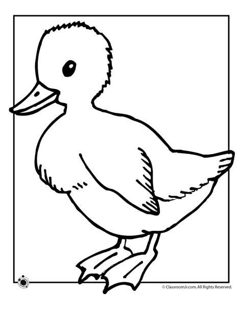 single duckling coloring page woo jr kids activities childrens