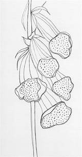 Foxglove Drawing Paintingvalley sketch template