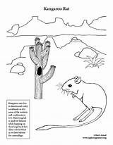 Coloring Kangaroo Rat Desert Exploringnature Pages Rats Craft sketch template