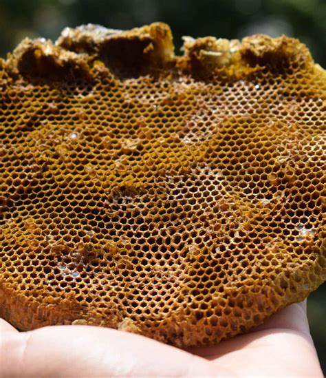 sticky honey hive giantyeast