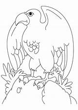 Eagle Coloring Pages Bald Template Kids Wings Spreading Printable Templates Canadian Colouring Golden Animal Flying Color Comments Bestcoloringpages sketch template