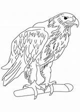 Adler Template Eagles Aquile Ausmalbild Bald Ausdrucken Aquila Malvorlagen Effortfulg Reali Stampare Animal Reale Getcolorings Scaricare sketch template