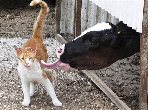 pictures of a cow licking a cat in israel daily mail online