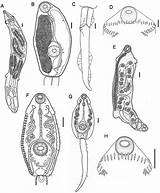 Trematodes Larval Iv Redia sketch template
