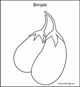 Brinjal Gourd sketch template