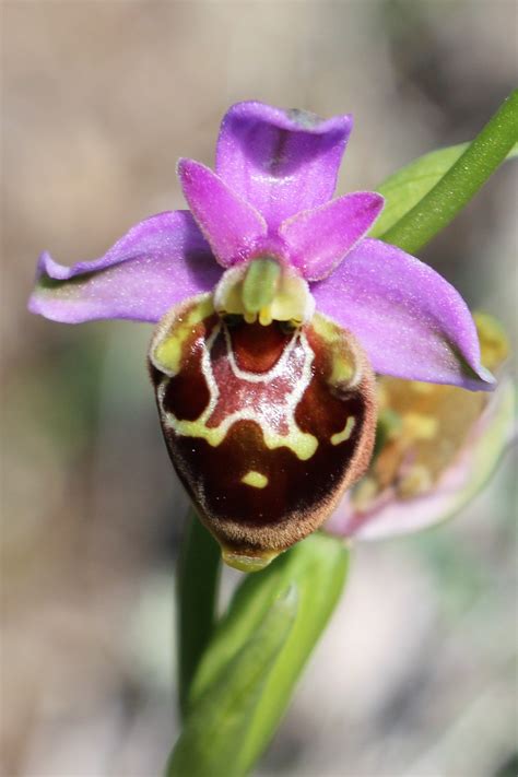 ophrys saliarisii orchids ophrys