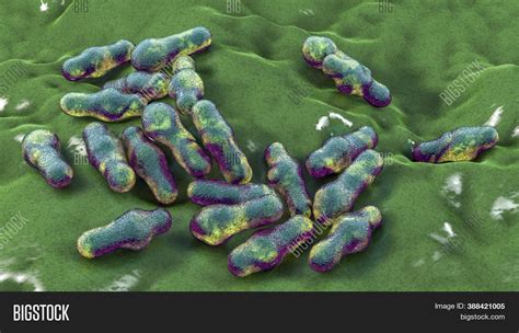 spore forming bacteria image photo  trial bigstock