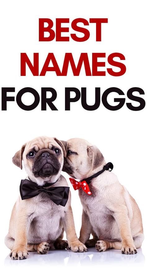 pug dog names  ultimate list  pug names
