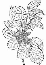 Coloring Ivy Poison Pages Plant Drawing Leaves Flowers Toxicodendron Rhus Printable Kids Leaf Getdrawings Template Categories Paper sketch template