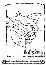 Coloring Ladybug Pages Grouchy Clipart Clip Outline Library Popular Collection Sketch sketch template