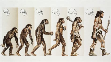 human evolution