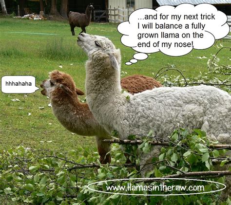 laughing llama the llama sanctuary