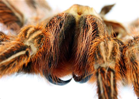 tarantula fangs flickr photo sharing