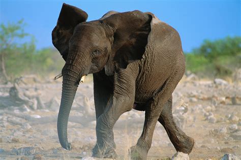 different types elephant high resolution hd images free