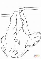 Sloth Coloring Pages Branch Sloths Hanging Printable Drawing sketch template