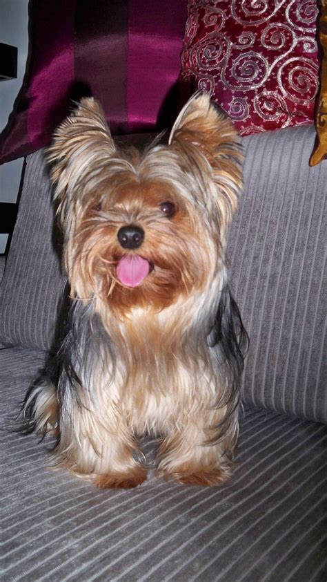 14 Best Yorkie Style Inspiration Images On Pinterest