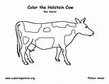 Coloring Cow Pages Steer Tail Head Getdrawings Printable Getcolorings Template sketch template