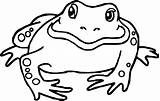 Amphibian Drawing Coloring Pages Getdrawings Frog Bull Bullfrog sketch template