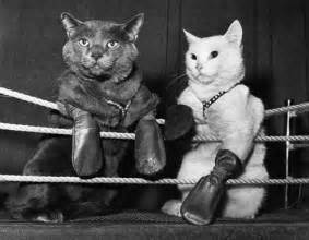 Image result for cat fight