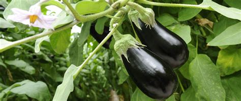 aubergine production culture botanique interfel les fruits  legumes frais