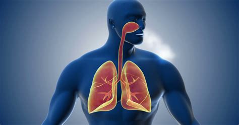 las  partes del sistema respiratorio caracteristicas  funciones