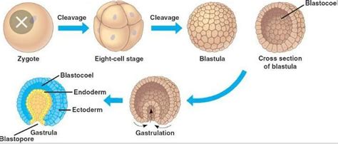tahapan perkembangan embrio  manusia secara berurutan
