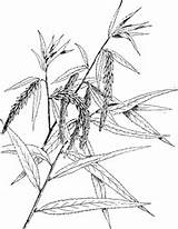 Salice Piangente Ramo Willow Weeping Salix Babylonica sketch template