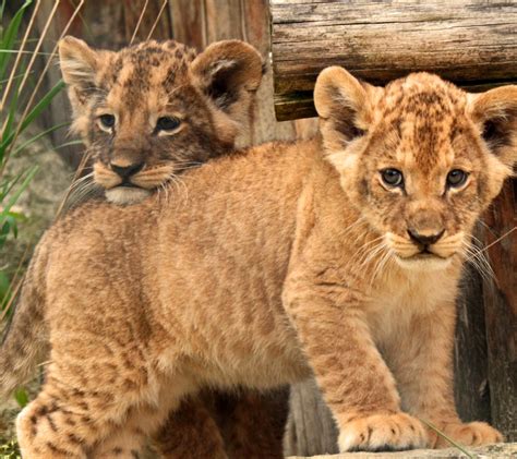 young lion cubs wallpaper  samsung galaxy  mini duos gt