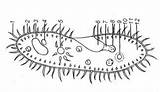 March 6th 5th Tuesday Monday Paramecium sketch template
