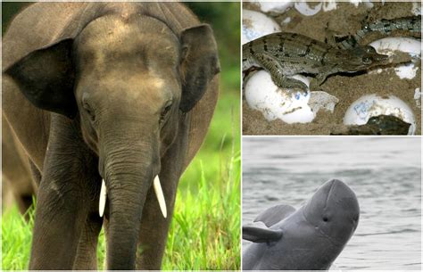 ten  endangered species   world world  pictures