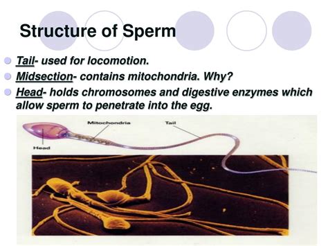 Ppt Human Reproduction Powerpoint Presentation Free Download Id 593378