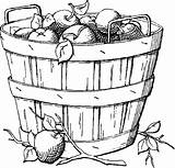 Apple Sketch Basket Coloring Pages Apples Drawing Fall Template Getdrawings Paintingvalley sketch template