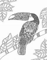 Toucan Eckersleys Colorir Coloringbay sketch template