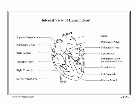 heart coloring pages anatomy  coloring sheet features anatomy