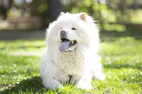 fluffy dog breeds  cloud  coats  pictures