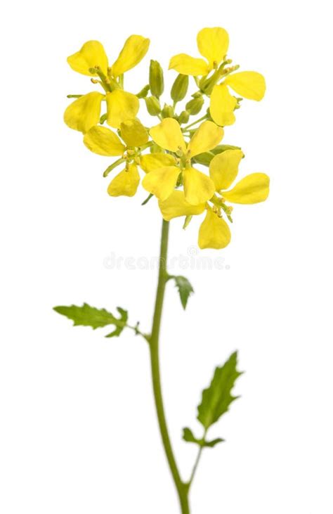 mustard plant  flowers stock image image  brassica