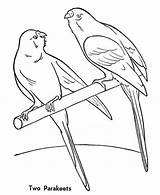 Parakeet Parakeets Bird Bestcoloringpagesforkids Perch sketch template